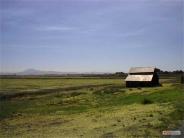 Small  building on grassy plain with Mt. Diablo in the background