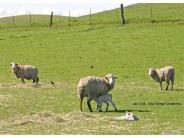 Sheep and lambs on a grassy field